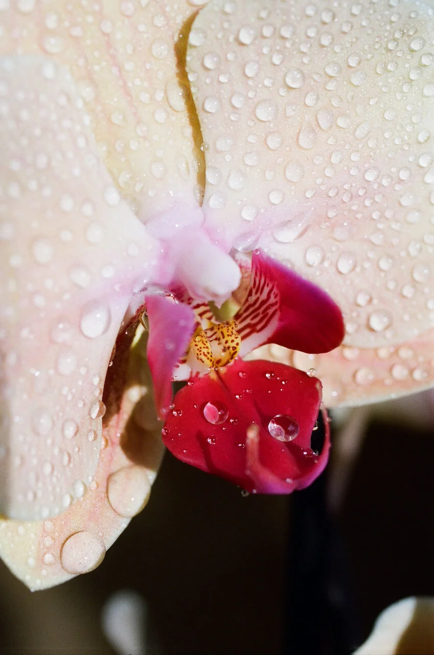 Lina Scheynius — Lina Scheynius